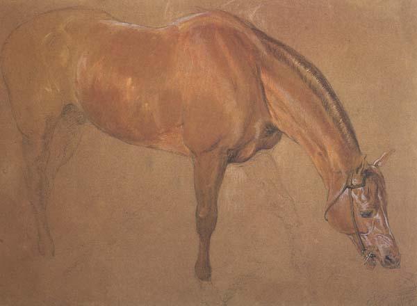 Sir edwin landseer,ra Study of a Horse (mk46) oil painting image